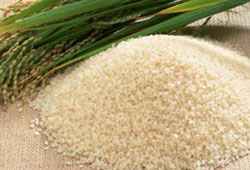 Dünya pirinç üretiminde son durum