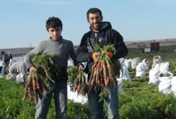 Havucun başkentinde hasad başladı