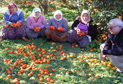 Fırtına mandalinayı vurdu