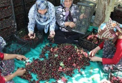 Kahramanmaraşta son kiraz hasadı