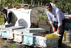 Erzincan balı artık barkodla satılacak