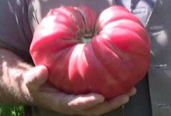 Bahçesinde 1,5 kilogramlık domates yetiştirdi