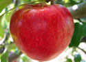 İthal elmanın kilosu 10 liraya çıktı