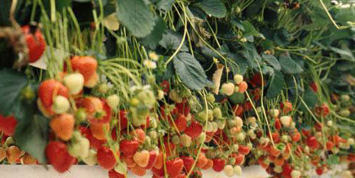 Sakarya'da topraksız tarımla çilek üretildi