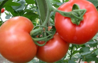 İnme riskine karşı domates
