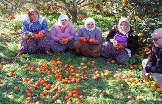 Fırtına mandalinayı vurdu