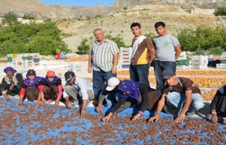 Gün kurusu kayısı daha iyi satılıyor