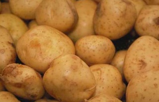 Çiftçi patates ekmedi fiyatlar yükseldi