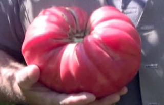 Bahçesinde 1,5 kilogramlık domates yetiştirdi