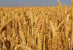 İlk mahsul buğday satıldı